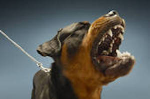 Dangerous Dogs Teeth and Leash