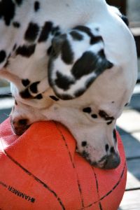 Dog Biting Ball