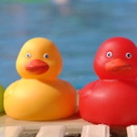 Close-Up of Colorful Rubber Ducks at the Pool Side (Shallow Depth of Field)